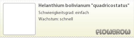$Helanthium bolivianum "quadricostatus"