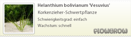 $Helanthium bolivianum 'Vesuvius'