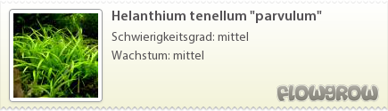 $Helanthium tenellum "parvulum"