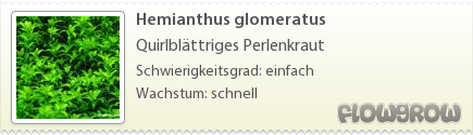 $Hemianthus glomeratus