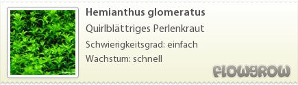 $Hemianthus glomeratus $Hemianthus glomeratus