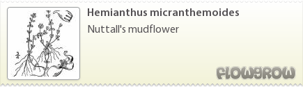 $Hemianthus micranthemoides