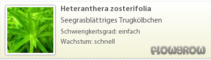 $Heteranthera zosterifolia