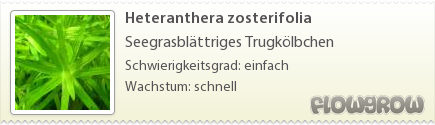 $Heteranthera zosterifolia $Heteranthera zosterifolia