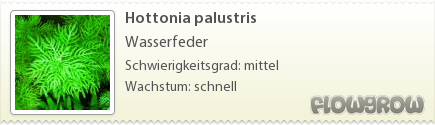 $Hottonia palustris $Hottonia palustris