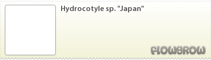 $Hydrocotyle sp. "Japan"