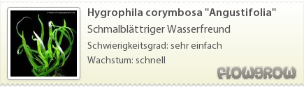 $Hygrophila corymbosa ''Angustifolia''