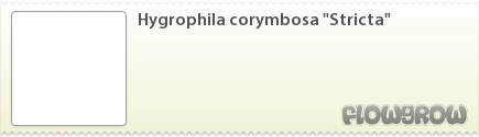 $Hygrophila corymbosa