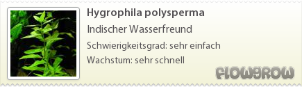 $Hygrophila polysperma