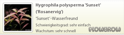 $Hygrophila polysperma 'Sunset' ('Rosanervig')