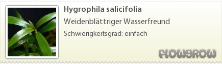$Hygrophila salicifolia