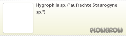 $Hygrophila sp. ("aufrechte Staurogyne sp.")