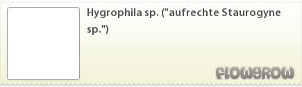 $Hygrophila sp. ("aufrechte Staurogyne sp.") $Hygrophila sp. ("aufrechte Staurogyne sp.")