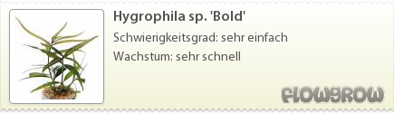 $Hygrophila sp. 'Bold'