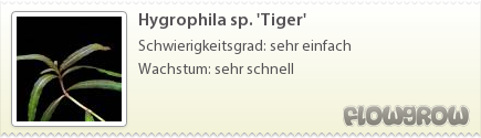 $Hygrophila sp. 'Tiger'