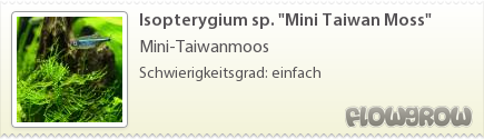 $Isopterygium sp. "Mini Taiwan Moss"