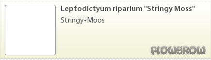 $Leptodictyum riparium "Stringy Moss"