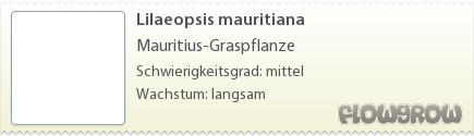 $Lilaeopsis mauritiana $Lilaeopsis mauritiana