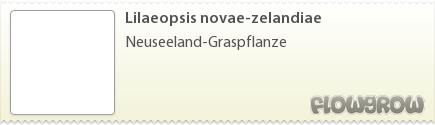 $Lilaeopsis novae-zelandiae