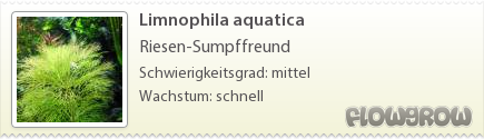 $Limnophila aquatica