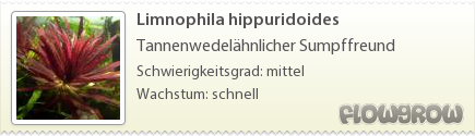$Limnophila hippuridoides