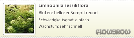 $Limnophila sessiliflora
