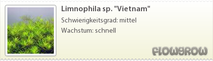 $Limnophila sp. "Vietnam"