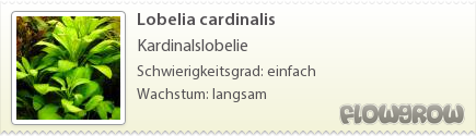 $Lobelia cardinalis