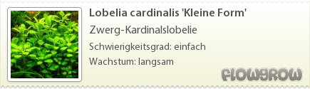 $Lobelia cardinalis 'Kleine Form'