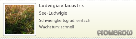 $Ludwigia × lacustris