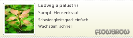 $Ludwigia palustris