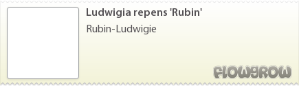 $Ludwigia repens 'Rubin'