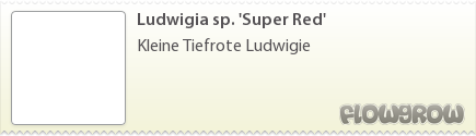 $Ludwigia sp. 'Super Red'