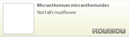 $Micranthemum micranthemoides