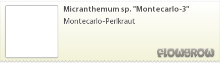 $Micranthemum sp. "Montecarlo-3" $Micranthemum sp. "Montecarlo-3"