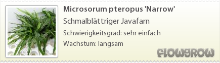 $Microsorum pteropus 'Narrow'