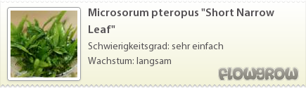 $Microsorum pteropus "Short Narrow Leaf"