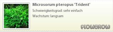 $Microsorum pteropus 'Trident'