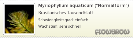 $Myriophyllum aquaticum ("Normalform")