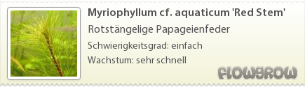 $Myriophyllum cf. aquaticum 'Red Stem'