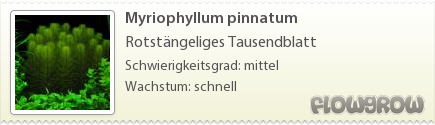$Myriophyllum pinnatum