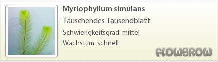 $Myriophyllum simulans