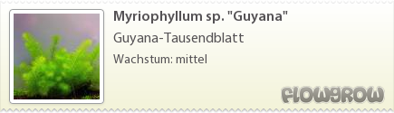 $Myriophyllum sp. "Guyana"