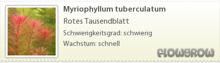$Myriophyllum tuberculatum