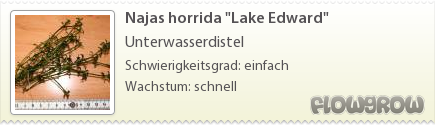 $Najas horrida "Lake Edward"