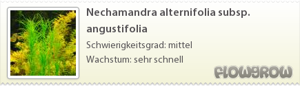 $Nechamandra alternifolia subsp. angustifolia