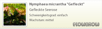 $Nymphaea micrantha "Gefleckt"
