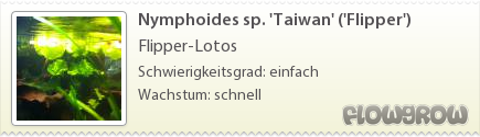 $Nymphoides sp. 'Taiwan' ('Flipper')