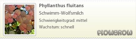 $Phyllanthus fluitans