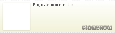 Pogostemon erectus